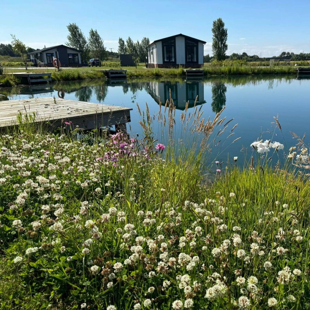 Flowers around a calm blue lake in high summer with house in the distance at Yorkshire residential park