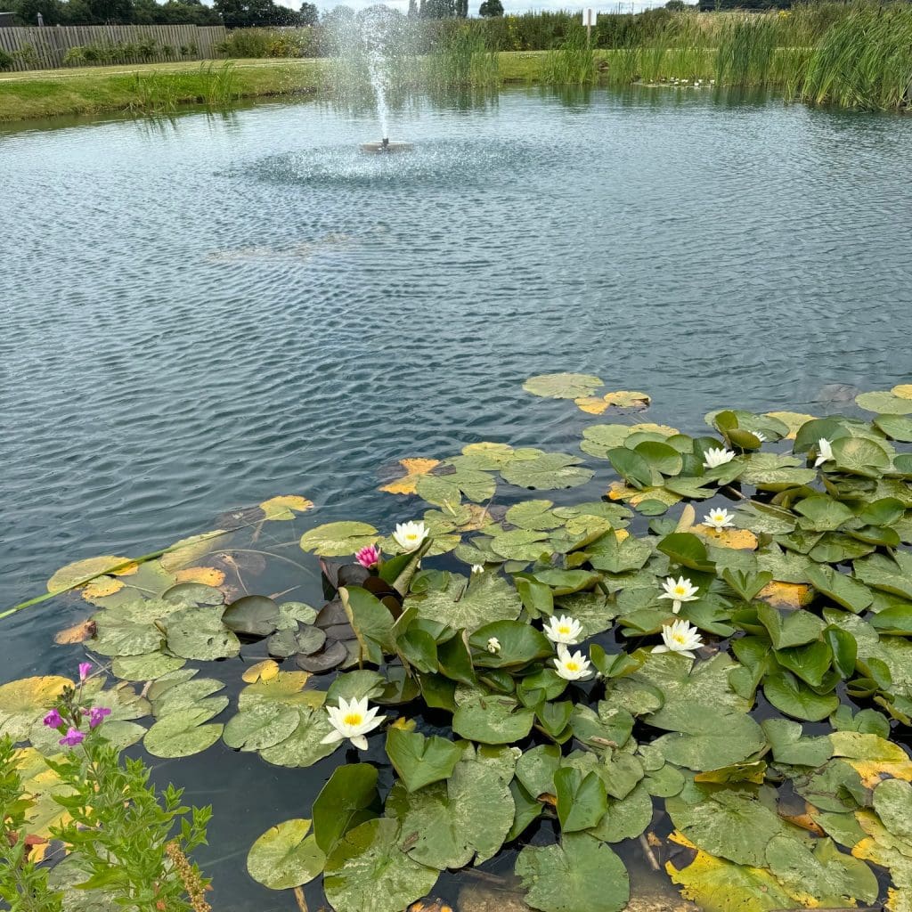 Lilypads on a lake with a fountain at Yorkshire residential park